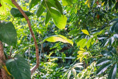 Tentoskopi, doğa koruma ve organik ürün pazarlaması için elverişli, benekli güneş ışığıyla bezenmiş verimli, tropikal bir ormanın kuş bakışı görüntüsü.