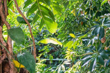 Yeşillik, canlı bir tropikal orman ya da gölgelikten süzülen benekli ışığın görüntüsü.