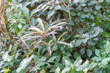 Çeşitli bitkilerle yemyeşil bir ortam sunan gün ışığı görüntüsü, doğa pazarlaması için sükunet hissi uyandırıyor.