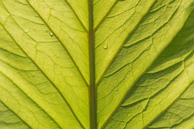 Doğal arka planda, doğa, sağlık ve çevreyi destekleyen pazarlama materyalleri için uygun su benekli bir yaprağın yakın plan görüntüsü
