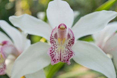 Karmaşık desenleri olan egzotik bir orkidenin yakın çekimi güzelliğini ve detaylarını gözler önüne seriyor. Lüks, zarafet ve botanik koleksiyonunu sembolize etmek için uygun.