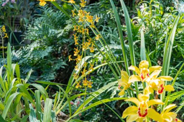 Canlı tropikal çiçekler, yemyeşil bir arka planda, ön planda parlak sarı orkideler, hassas taç yaprakları ve diğer tropikal bölgeler tarafından sağlanan karmaşık detaylar.