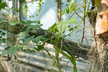 Görüntü, doğal, organik bir dokunun yosun ya da yosunları andırdığını gösteriyor, muhtemelen açık bir arkaplanda filtrelenmiş güneş ışığıyla donatılmış bitki parçaları pazarlama malzemelerini boşaltmaya elverişli.