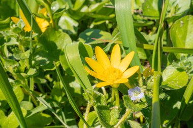 Canlı bir bahçe sahnesi, yemyeşil, iki çeşit çiçek sergileniyor parlak sarı ve narin mor olanlar.