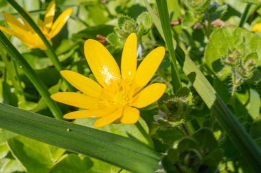 Yakın plan, canlı sarı bir karahindiba çiçeğinin yüksek çözünürlüklü fotoğrafı bulanık bir arkaplan karşısında, potansiyel olarak pazarlama kampanyaları için uygundur doğa, sağlık, sağlık veya çocuklar için.