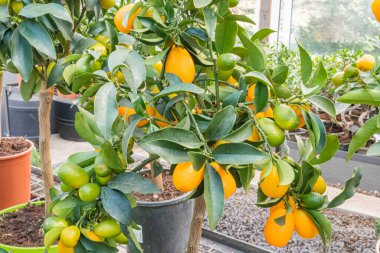 Olgun ve olgunlaşmamış meyvelerle portakal ağacının yüksek çözünürlüklü görüntüsü, bir kreş ya da sera ortamında yetiştirilmiş ağaç canlı ve iyi ışıklandırılmış.