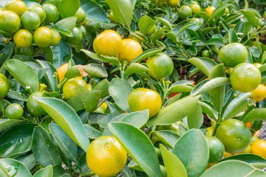 Ağaçtaki canlı, olgun portakalların yüksek çözünürlüklü görüntüsü, reklam, gıda ambalajı, turunçgiller, meyve suları, sağlıklı beslenme ve