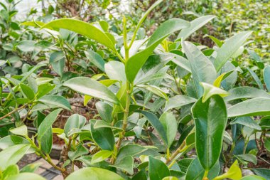 Doğal, çevre dostu ürünlerin veya hizmetlerin tazeliği ve canlılığı vurgulayan çeşitli tonlara sahip yoğun, canlı yeşil yaprakların yakın plan görüntüsü