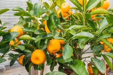 Canlı, olgun portakallarla dolu, taze ve kaliteyi sembolize eden sağlıklı bir narenciye ağacı portakal suyu, meyve suyu ve tarım hizmetleri için pazarlamada kullanılabilir.
