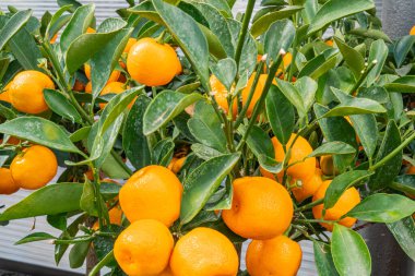 Olgun portakallarla dolu bol portakallı bir portakal resmi yemyeşil yapraklara karşı, tazeliği ve kaliteyi vurguluyor