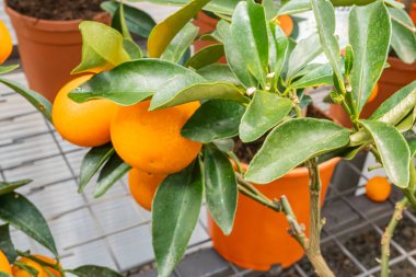Turuncu meyveli canlı narenciye bitkilerinin görüntüsü, taze taze taze ve olgun kabın içinde, sağlıklı beslenme, taze ürün ve tarım reklamları için uygun nötr bir arka plana karşı sergileniyor.