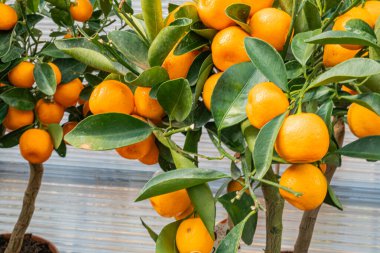 Olgun portakallı iki sağlıklı portakal ağacı görüntüsü, değişik olgunlukta, yansıtıcı bir iç arkaplan üzerine kurulmuş.