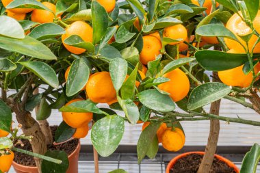 Olgun portakallı portakal resmi, taze ve bereketli, meyve suyu, doğal tatlılık, sağlıklı yaşam ve Akdeniz teması gibi reklam ürünleri için uygun.