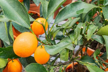 Portakalların yemyeşil bir ağaçtaki canlı görüntüsü, sağlıklı beslenmeyi, doğal ürünleri, enerjiyi, canlılığı ve doğanın faydalarını teşvik eden kampanyalar için uygundur.
