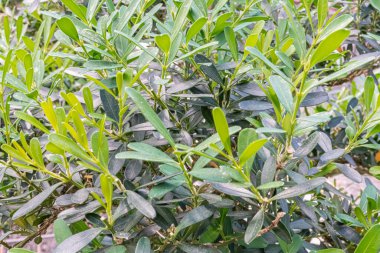 Bahçe işleri, bitki bakımı ürünleri veya organik üretim ürünleri için ideal sağlıklı, canlı yeşil bitkilerin yakın plan görüntüsü tazeliği ve kaliteyi vurguluyor