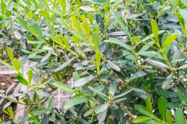 Parlak yaprakları olan sağlıklı yeşil bitkilere yakın çekim, muhtemelen bir bahçede ya da peyzaj düzenleme