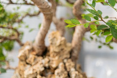 Yaşlanmış, bükülmüş bir bonsai ağacının yakını. Kökleri açıkta kalmış. Kapalı alanda yapay ışık altında yetiştirilmiş.
