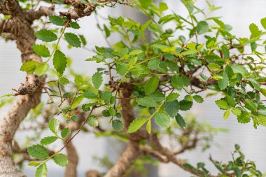 Yeşillik, canlılık ve organik güzelliği somutlaştıran yemyeşil ağaç dallarının yakın çekimi.