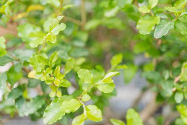 Büyüme, sağlık, doğa ve yenilenme temaları çağrıştıran yemyeşil yaprakların yakın plan stok görüntüsü