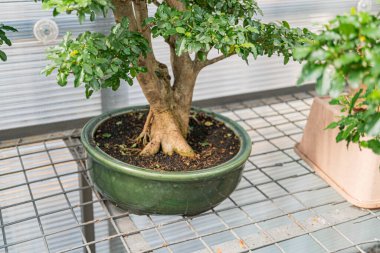 Balkonda ya da terasta dikkatlice işlenmiş bir bonsai ağacını gösteren açık hava görüntüsü, kentsel bir ortamda sükuneti ve doğal güzelliği simgeliyor.