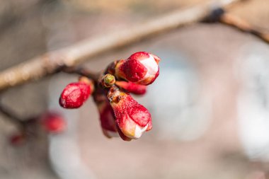 Açık havada açan pembe kiraz çiçeklerinin yakın görüntüsü güzellik, tazelik hissi uyandırıyor ve ilkbaharı aktarmak için kullanılan en güzel anların geçici doğasını canlandırıyor.