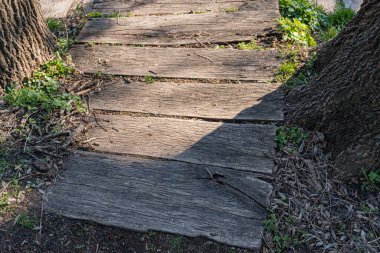 Şehir parkında yaşlı, kırsal ahşap bir kaldırım. Yürüyüş yolu düzensizdir ve aşınma izleri gösterir. Bir uçtan büyük bir ağaç gövdesi görünür.