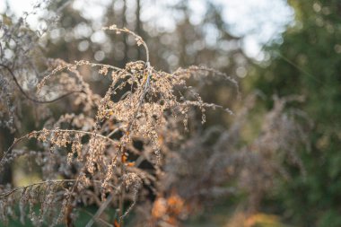 Görüntü, karahindiba tohumu başlarının yakın çekimini gösteriyor.