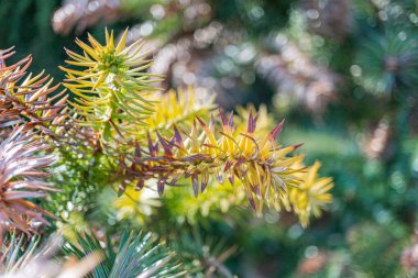 Yeşillik, turuncu, sarı ve kırmızı renkli canlı sonbahar yeşilliklerinin yakın plan görüntüsü farklı türlerden farklı doku ve şekiller taşıyarak güzelliği, sıcaklığı ve konforu taşır.,