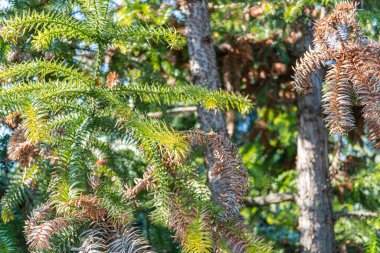 Çam kozalaklı bir ağacın yakın plan görüntüsü, doğa, açık hava, sükunet ve çevresel temalar için kullanılan yeşil ve kahverengiyi gösteriyor