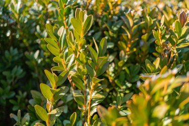Parlak, yeşil yaprakların yakın plan filtrelenmiş arka plan detaylı yaprak dokusu, doğal güzellik ve tazeliği çağrıştırıyor doğa, sağlık ve çevre ürünleri için uygun