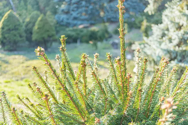 Bir daldaki kırmızı böğürtlenlerin yakın plan görüntüsü, doğa, sağlık, meyve ürünleri, mevsimler ve organik malzemeler gibi temalar sunar.