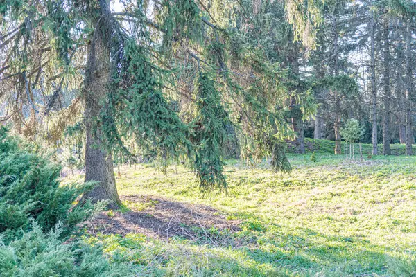 Görüntü, yemyeşil yemyeşil, eğreltiotları olan ve doğa ile ilgili ürünler veya doğal güzellik gibi hizmetler için uygun gölgeli bir ağacın altında güneşli bir açıklık olan sakin bir açık hava sahnesi gösteriyor.