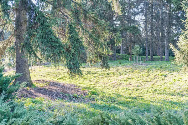 Parlak ve ılık bir güneş ışığı altında ağaçların hakim olduğu, bereketli, yemyeşil bir manzara doğa, açık hava aktiviteleri, eko-turizm veya rel için mükemmel.