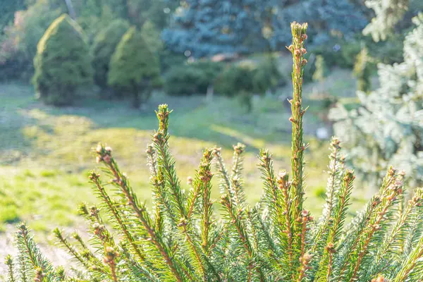 Sivri yapraklı, keskin ve yeşil bir ağaç dalının yakın plan fotoğrafı bulanık arka planda, doğal güzelliği ve dokusunu gösteriyor. Tatil ve doğa temalarını sembolize ediyor.