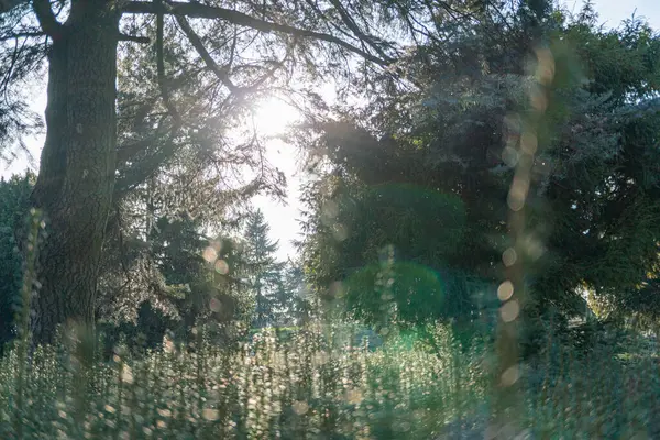 Güneşli ağaçların altında sakin, doğal güzellikte bir açık hava sahnesi rahatlama ve gençleşme hissi uyandırıyor.