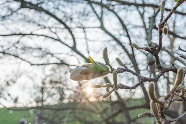 Gün doğumunun altında tomurcuklanan bir elma ağacının yakın plan çekimi, çiçek açan yapraklara ve organik ürünleri, tarımı, doğayı, yaşam tarzını pazarlamak için uygun dokulu dallara odaklanmayı vurguluyor.