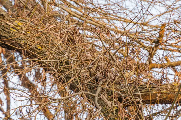 Bulutlu bir gökyüzüne karşı yıpranmış bir ağaç görüntüsü, dayanıklılığı ve mevsimsel değişiklikleri simgeliyor.