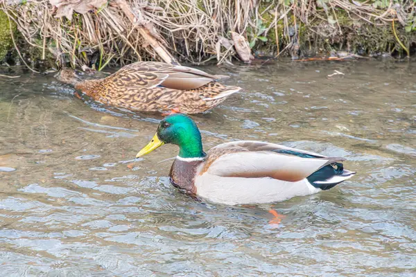 İki yaban ördeğinin sakin, doğal bir ortamda yüzüşünün fotoğrafı.