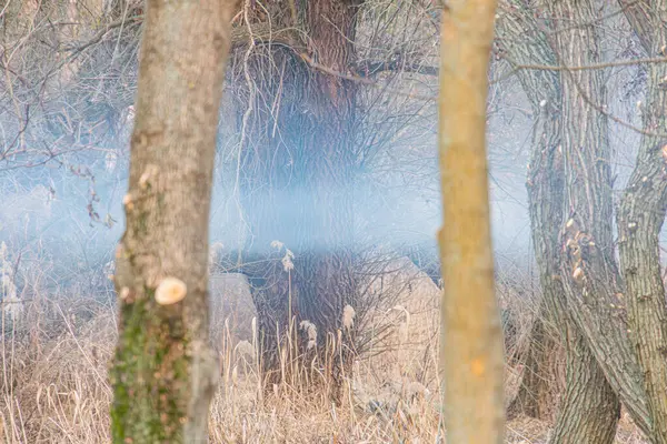 Çıplak ağaçlarla kaplı sisli, sisli bir orman. Ürkütücü ve sakin bir sahneyi çağrıştırıyor.