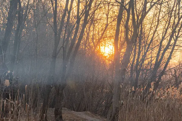Huzurlu bir manzara, çıplak ağaçlara giden yalnız bir yol gösterir. Keşfi ya da kaçışı sembolize eder. Bulutlu gökyüzü, sakin, içe dönük atmosfere eklenir.