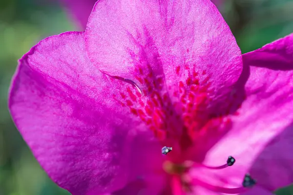 Karmaşık desenli, canlı, pembe bir çiçeğin yakın plan çekiminde, çiçek açan erkeksi yeşil yapraklar, son derece detaylı ve estetik açıdan ideal bir zıtlık oluşturur.