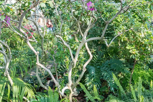 Bahçede dalları bükülmüş eşsiz saksı bitkilerinin çekici bir görüntüsü.