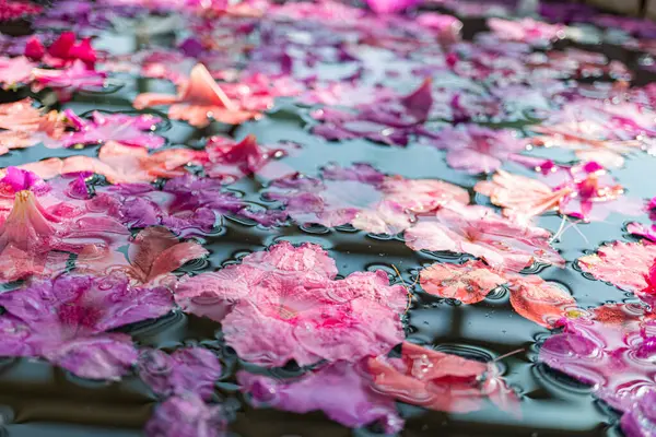 Sakin, çiçekli bir gölet, koyu mavi-yeşil bir zemin üzerinde, sükunet ve güzelliği işaret ediyor.