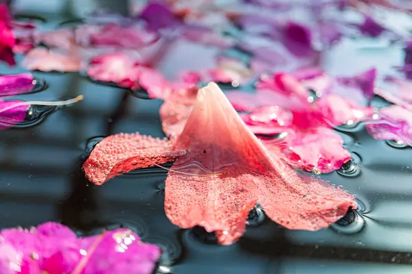 Görüntü, suda süzülen kiraz çiçeklerinin huzur veren bir sahnesini tasvir ediyor. Güzelliğin geçiciliğini simgeliyor.