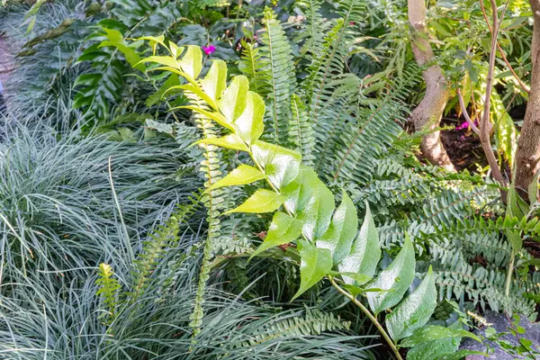 Kapalı bir botanik bahçesi ya da konservatuar görüntüsü, tropik iklim ortamında çeşitli yeşilliklere sahip yemyeşil bitkiler sergileniyor Yayılmış doğal ışık mevcut,