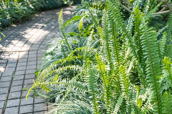 Bereketli yeşilliğin ortasında, eğreltiotu gibi canlı yeşilliklerle, huzurlu ortamları ve doğa yürüyüşlerini tasvir etmek için kullanılan dolambaçlı tuğla yolunun sakin bir görüntüsü.