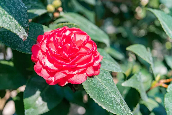 Yeşil yapraklara karşı çiçek açmaya başlayan taze, canlı kırmızı bir gülün yakın plan görüntüsü doğal güzelliği, büyümeyi ve potansiyeli simgeliyor.
