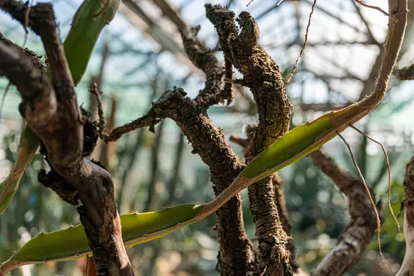 Geniş yapraklı kapalı alan bitkilerinin resmi, botanik, bahçıvanlık, sağlık sağlığı, doğal güzellik ürünü promosyonları ve çevreye odaklı pazarlama için uygun