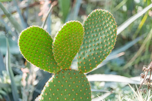 Görüntü, açık havada mavi-yeşil yapraklı dikenli bir ağaç bitkisi gösteriyor. İçerik, çevre kampanyaları, botanik çalışmaları ya da bahçe malzemeleri olabilir.