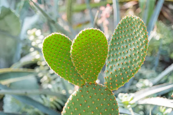 Güneş ışığıyla ilgi çekici bir şekilde gölgelenmiş gözlüklü bir kaktüs. Benzersiz şekli, meraklı ve eğlenceli bir şekilde izleyicilere çekici geliyor.